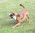Albin-20050628-apport