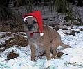 Ben-tomte-2004