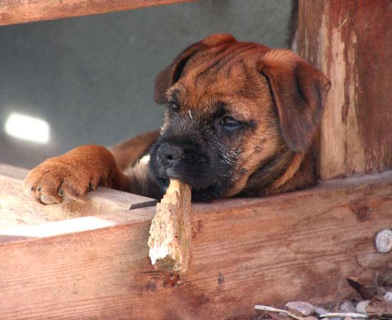 20090417-En-cool-kille.jpg