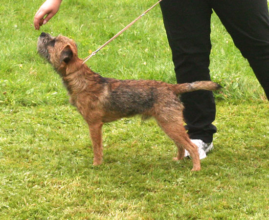 20090829-Sigge-uppställd.jpg