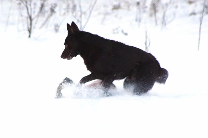 20091218-Snöbus-11.jpg