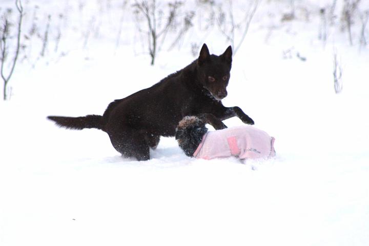 20091218-Snöbus-12.jpg