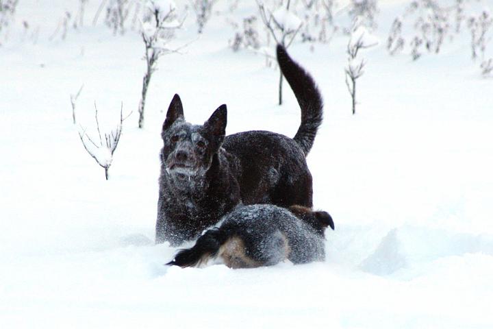 20091230-vad-gör-du-3.jpg