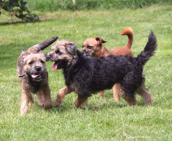 20090617-Gefjyn-&-Freja.jpg