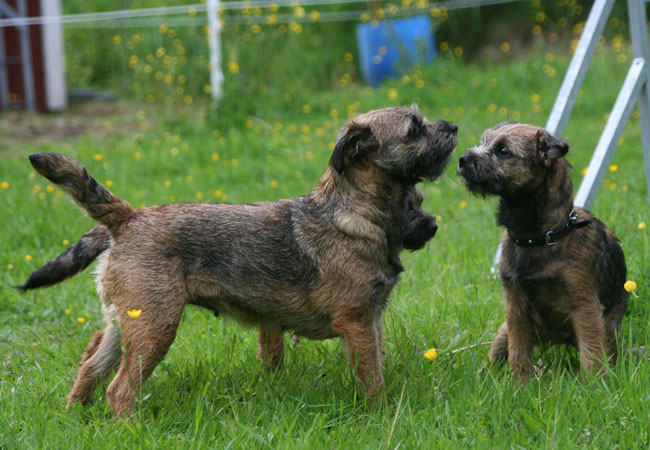 20090607-Sot-&-Freja.jpg