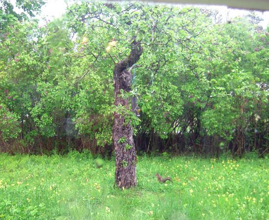 20090522-En-tuffing.jpg