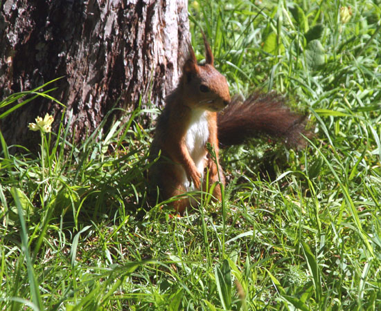 20090529-Kamikaze..........jpg