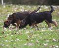 20090503-Spårhundar