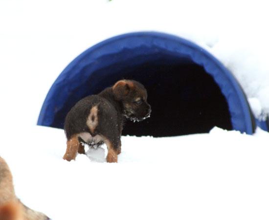 20090313-Erik-Agilityhund.jpg