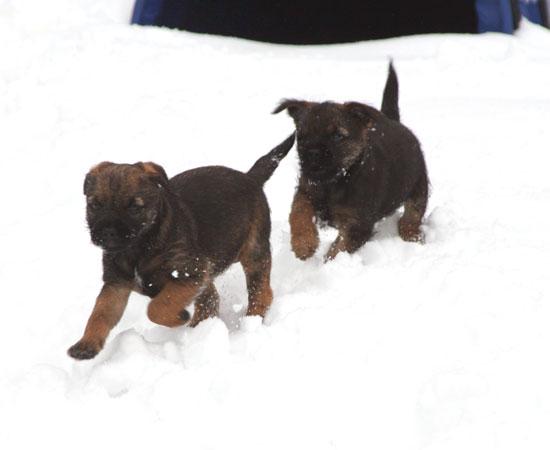 20090313-Storm-&-Gefjyn.jpg