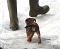 20090321-Husse-&-Rooibus