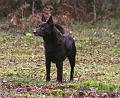 20091023-Rocco