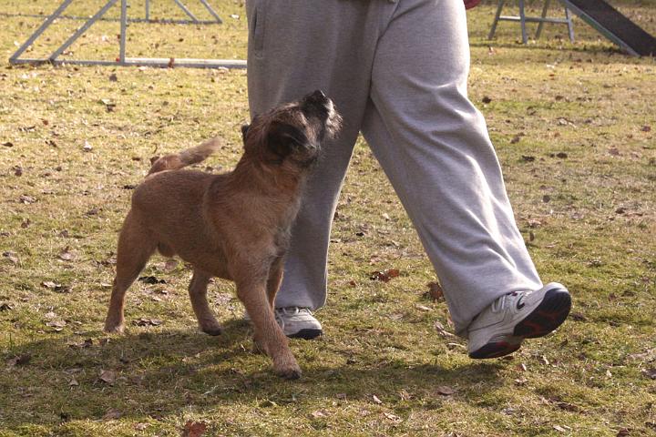 100417-Lydnadshunden-Sumo.jpg