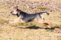 100403-Gefjyn-flyger