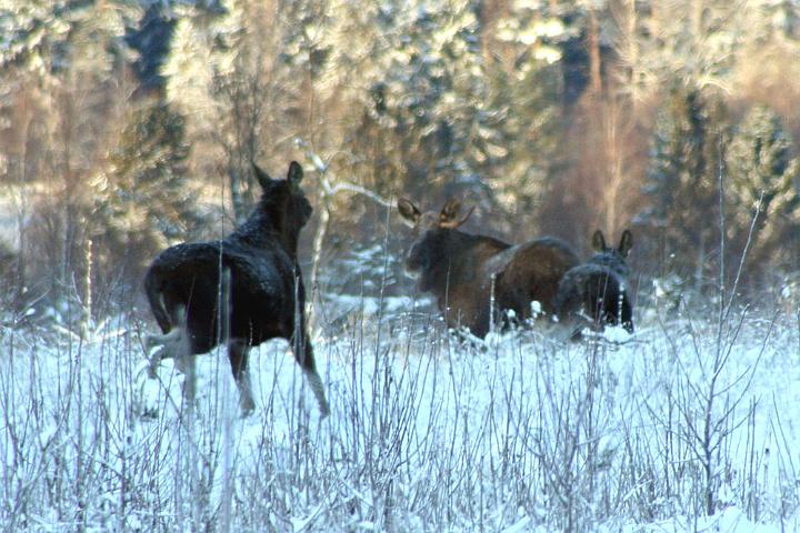 20101210-Familjen-Älg.jpg