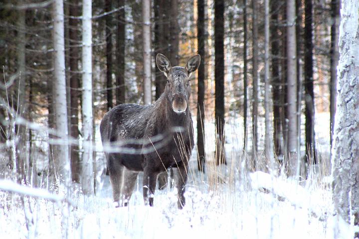 20101210-Älgko.jpg