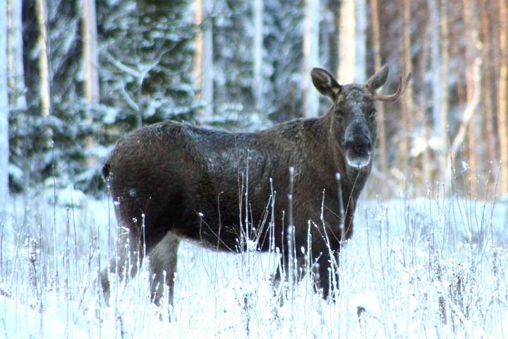 20101210-Älgtjur.jpg