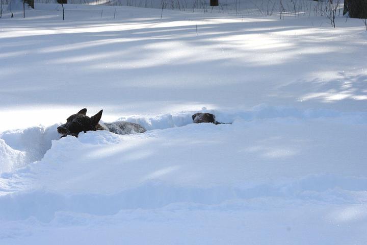 20100221-Mycket-snö.jpg