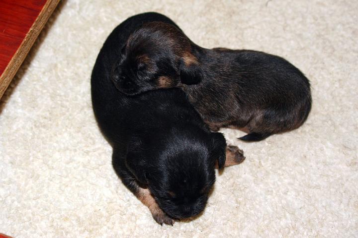 20100728-Hane-2-o-tik-3.jpg