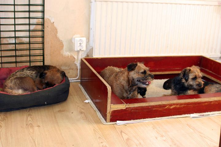 20100731-Dogpower.jpg