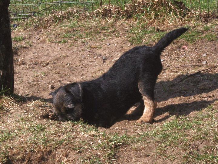 20110421-Sven-trädgårdsarbe.jpg