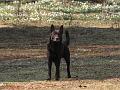 20110421-Rocco