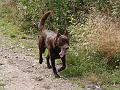 20110818-Rocco
