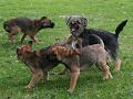 20110501-Farlig-hund