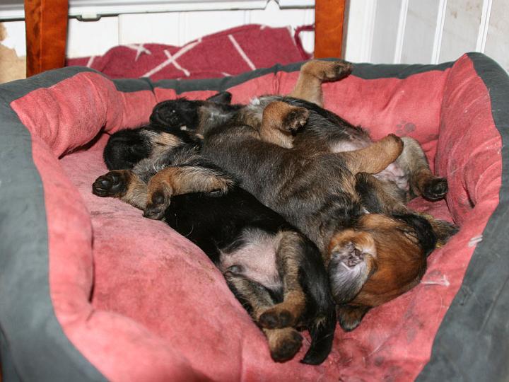 20110306-Trötta.jpg