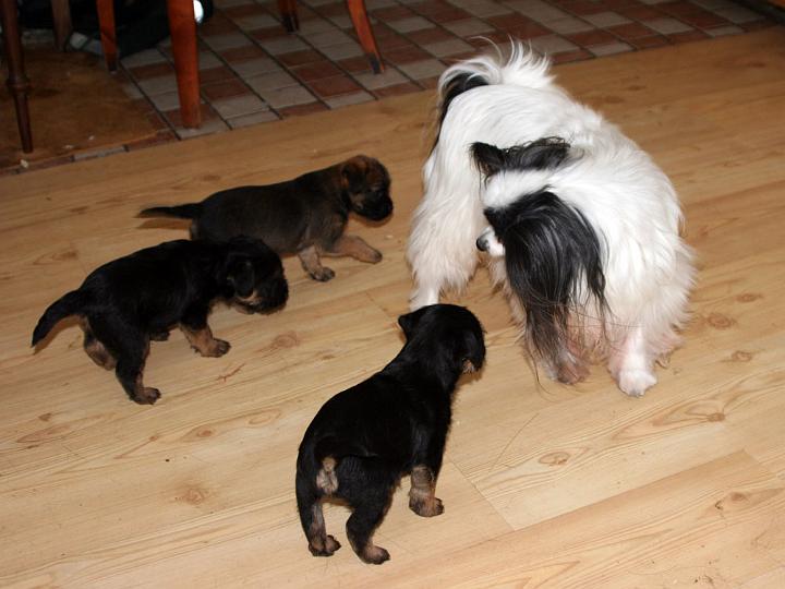 20110311-Attack.jpg