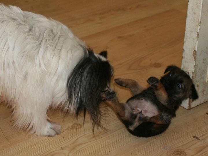 20110311-Hjälp-vad-gör-du.jpg