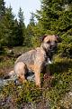 Ziggy_sep11