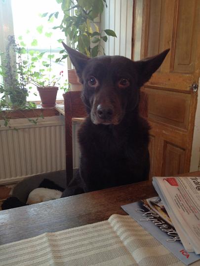 121214-Rocco.jpg