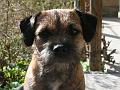 20120506-Trixie-huvud