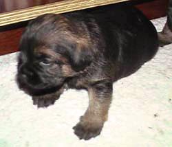 20041207-Gladje.jpg