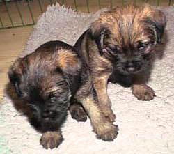 20041224-Gladje-Munter.jpg