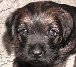 20041224-Gladje.jpg