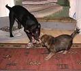 20050105-Kamphund