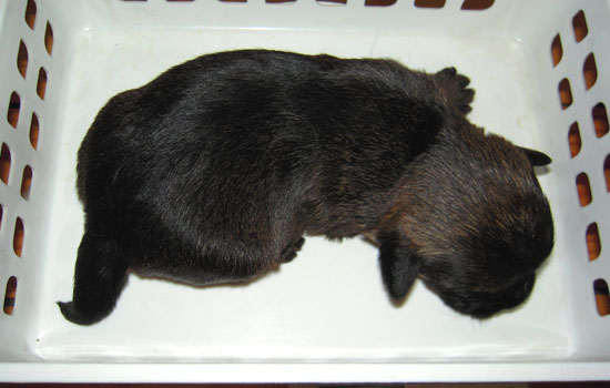 20090130-5-hane.jpg