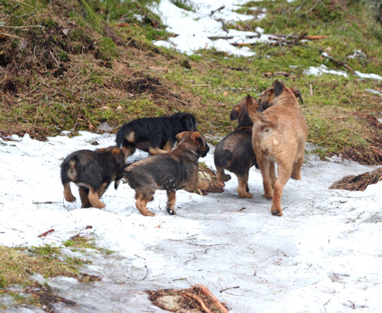 20090321-Skogspromenad.jpg