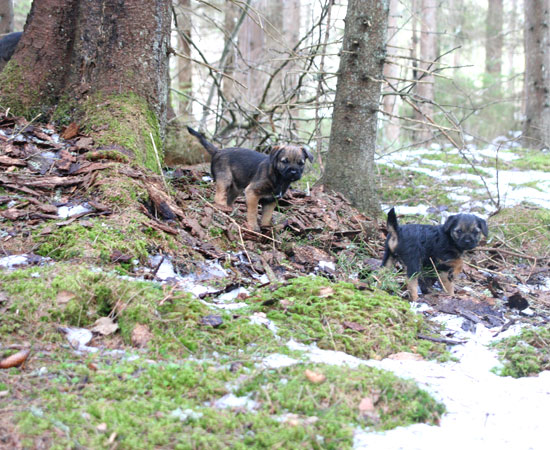 20090321-Storm-&-Gefjyn.jpg