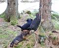 20090321-TrÃ¤dkramare.jpg