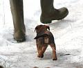 20090321-Husse-&-Rooibus